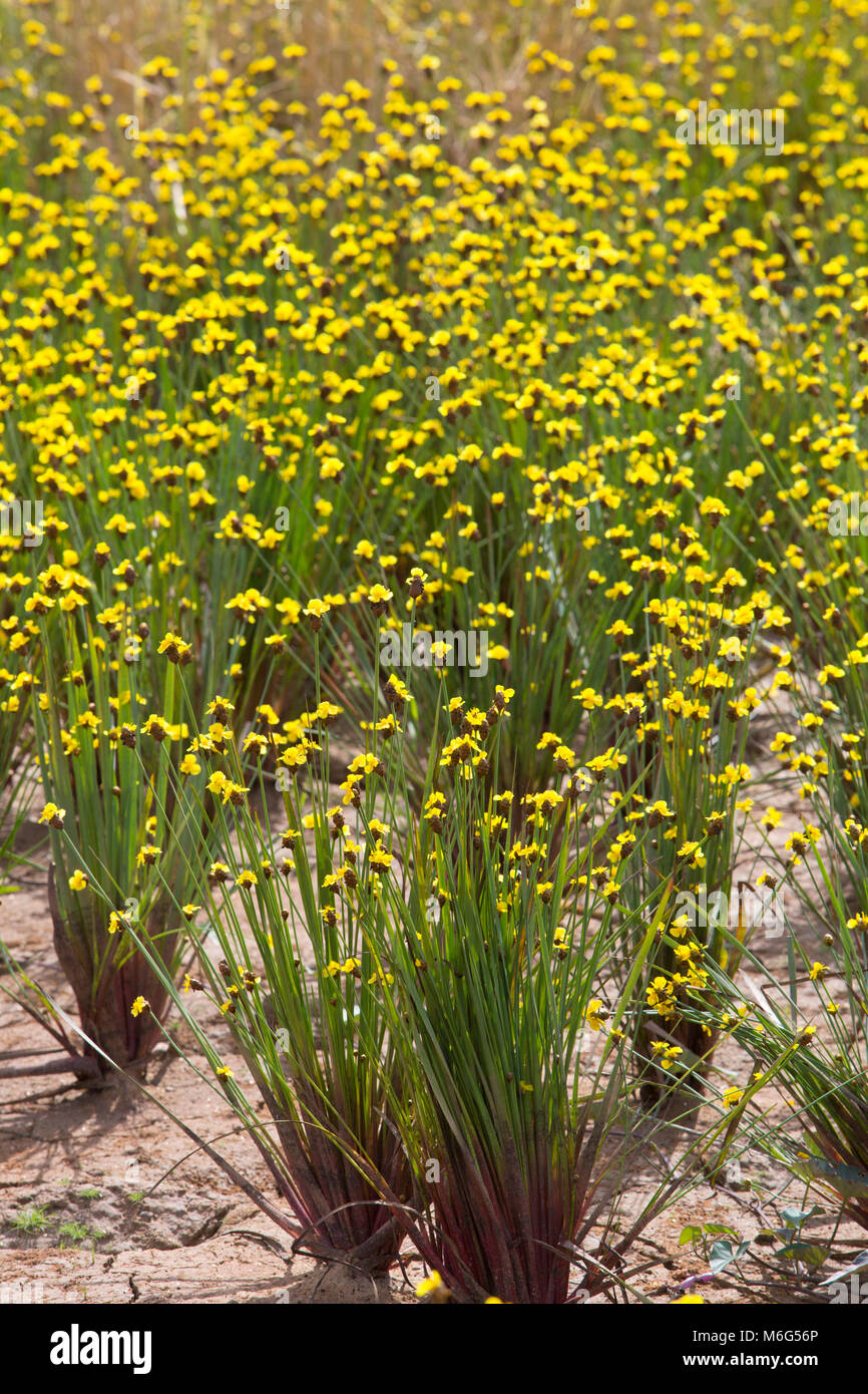 Xyridaceae beautiful field full of yellow beautiful. Stock Photo