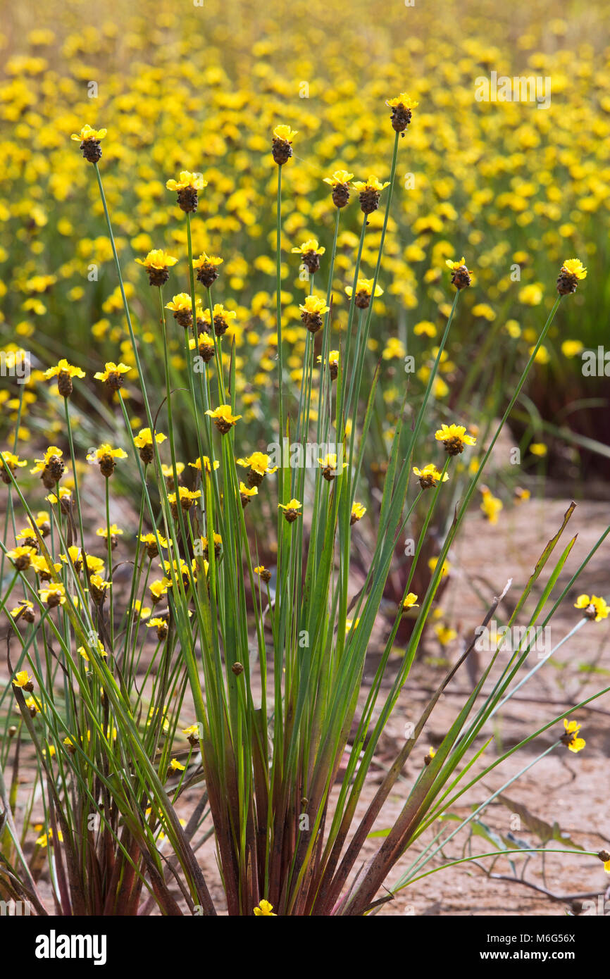 Xyridaceae beautiful field full of yellow macro for details. Stock Photo