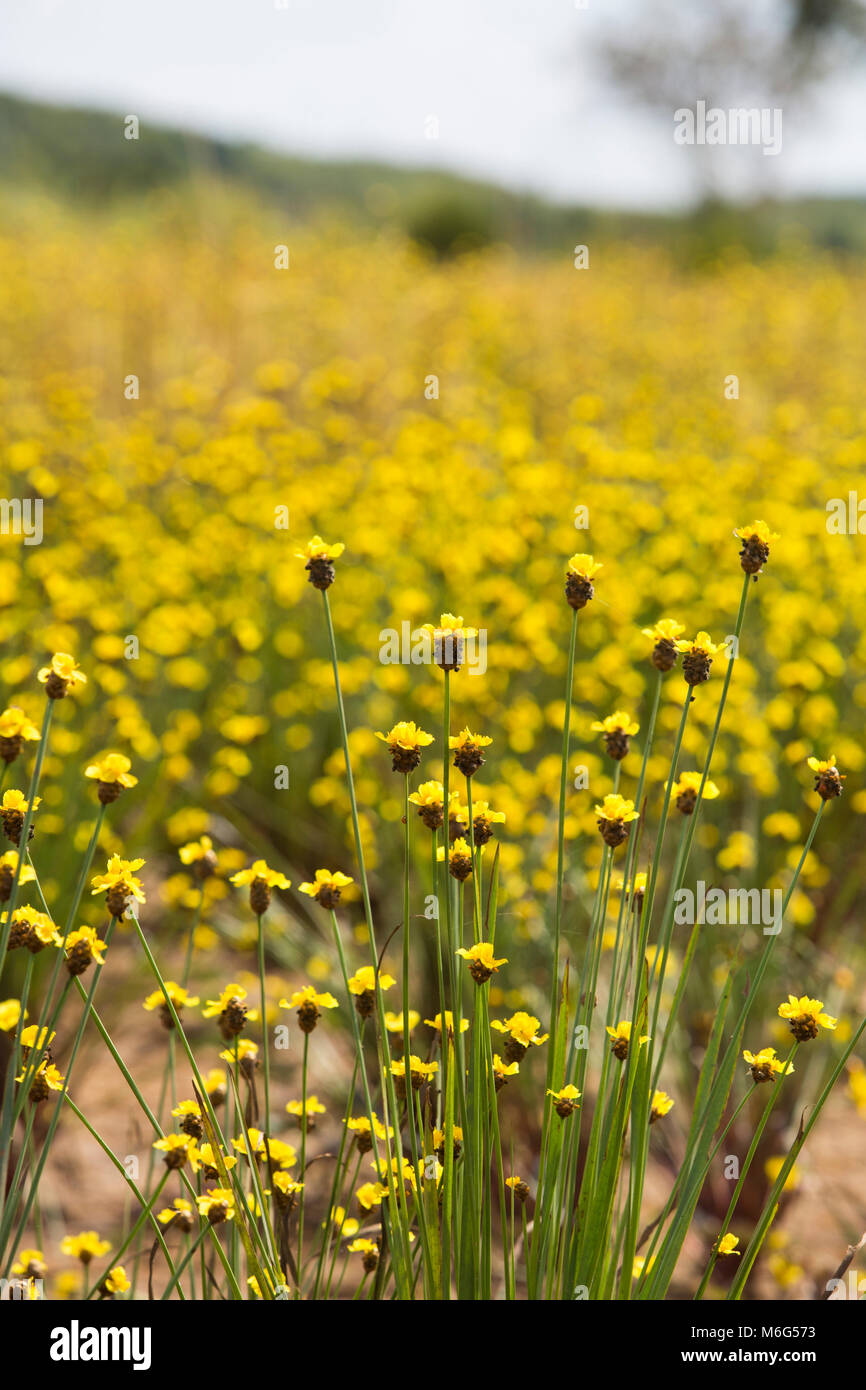 Xyris yellow flowers or Xyridaceae wild flower in Thailand vintage Stock Photo
