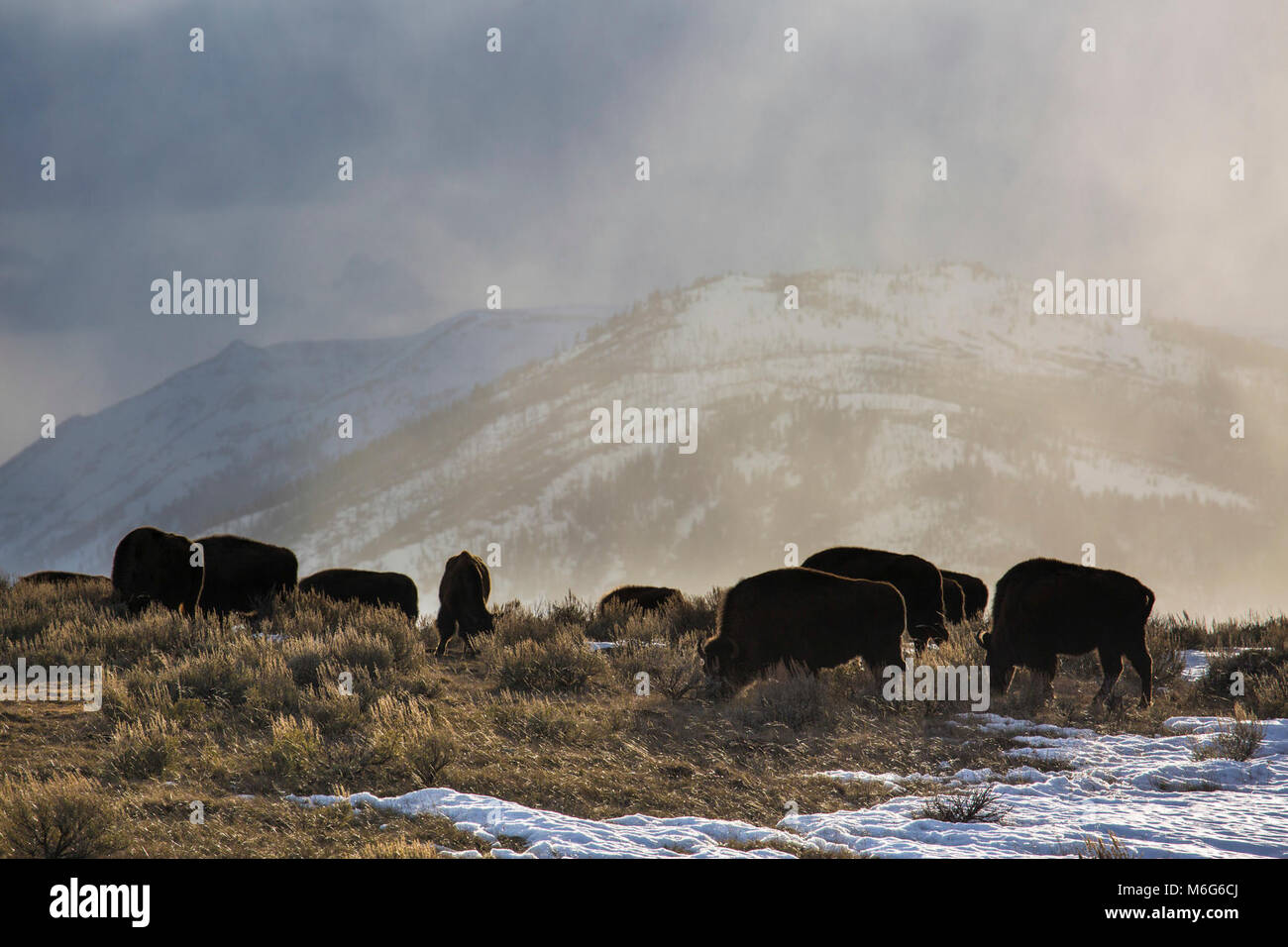 Spring snowstorm & bison, Blacktail Deer Plateau Stock Photo - Alamy