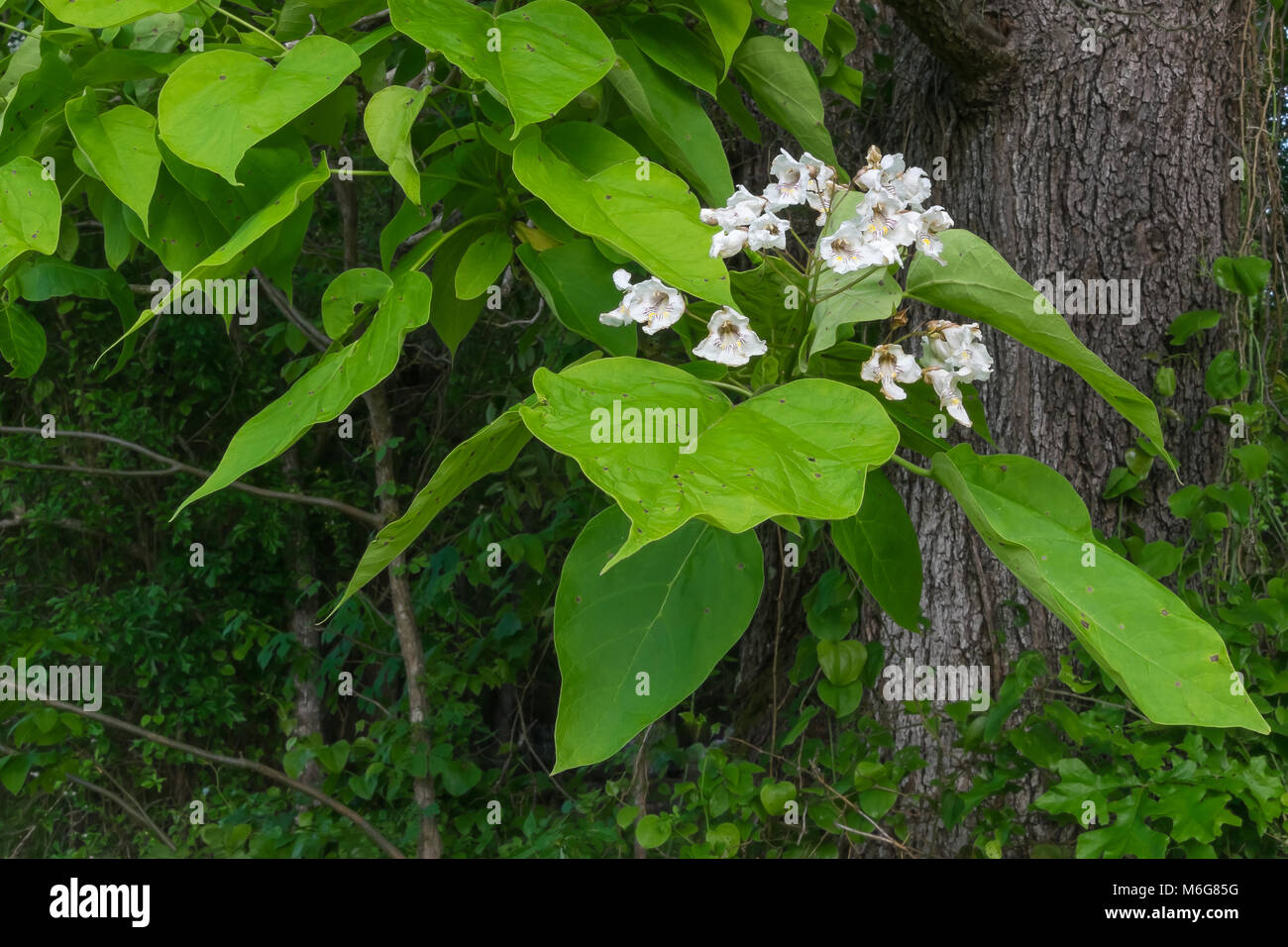 A southern catalpa tree in bloom in springtime. Stock Photo