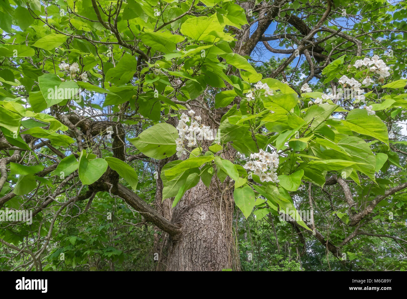 Catalpa tree High Resolution Stock Photography and Images Alamy