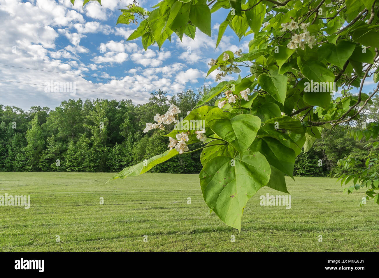 A southern catalpa tree in bloom in springtime Stock Photo Alamy