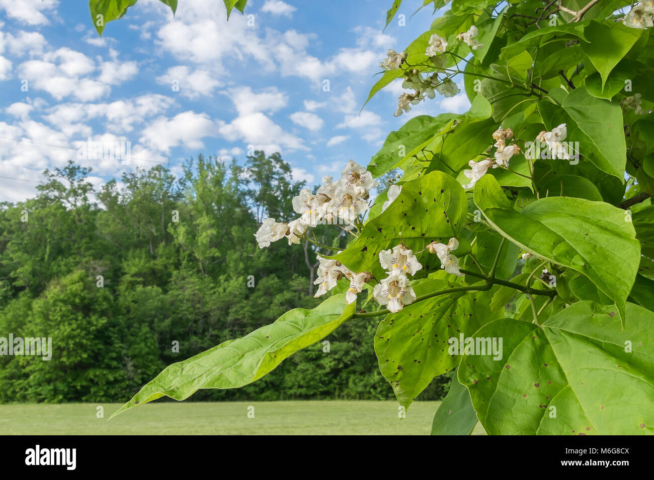 A southern catalpa tree in bloom in springtime. Stock Photo