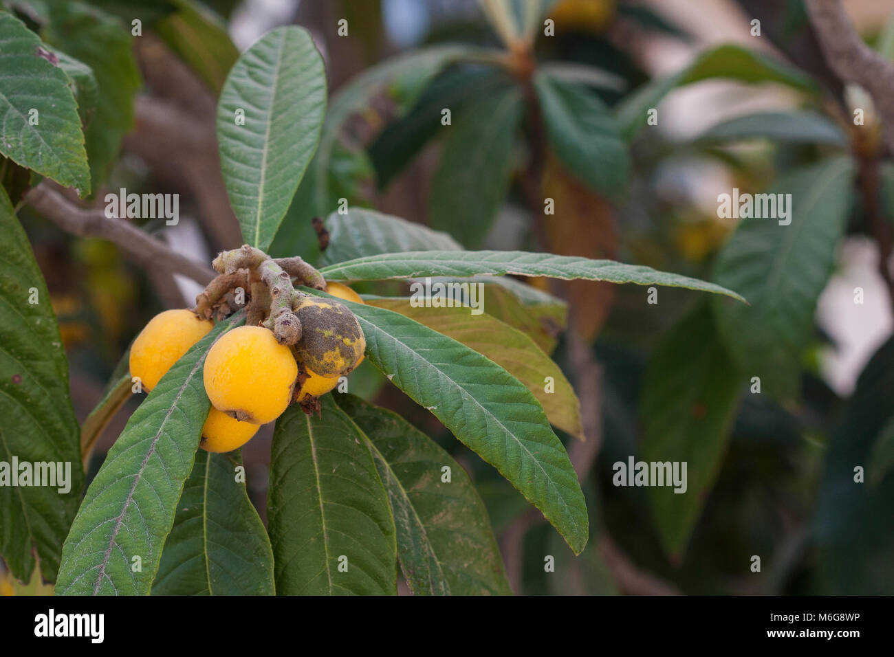 The loquat (Eriobotrya japonica) is a species of flowering plant in the family Rosaceae, a native to the cooler hill regions of China to south-central China. Edible fruit. Stock Photo