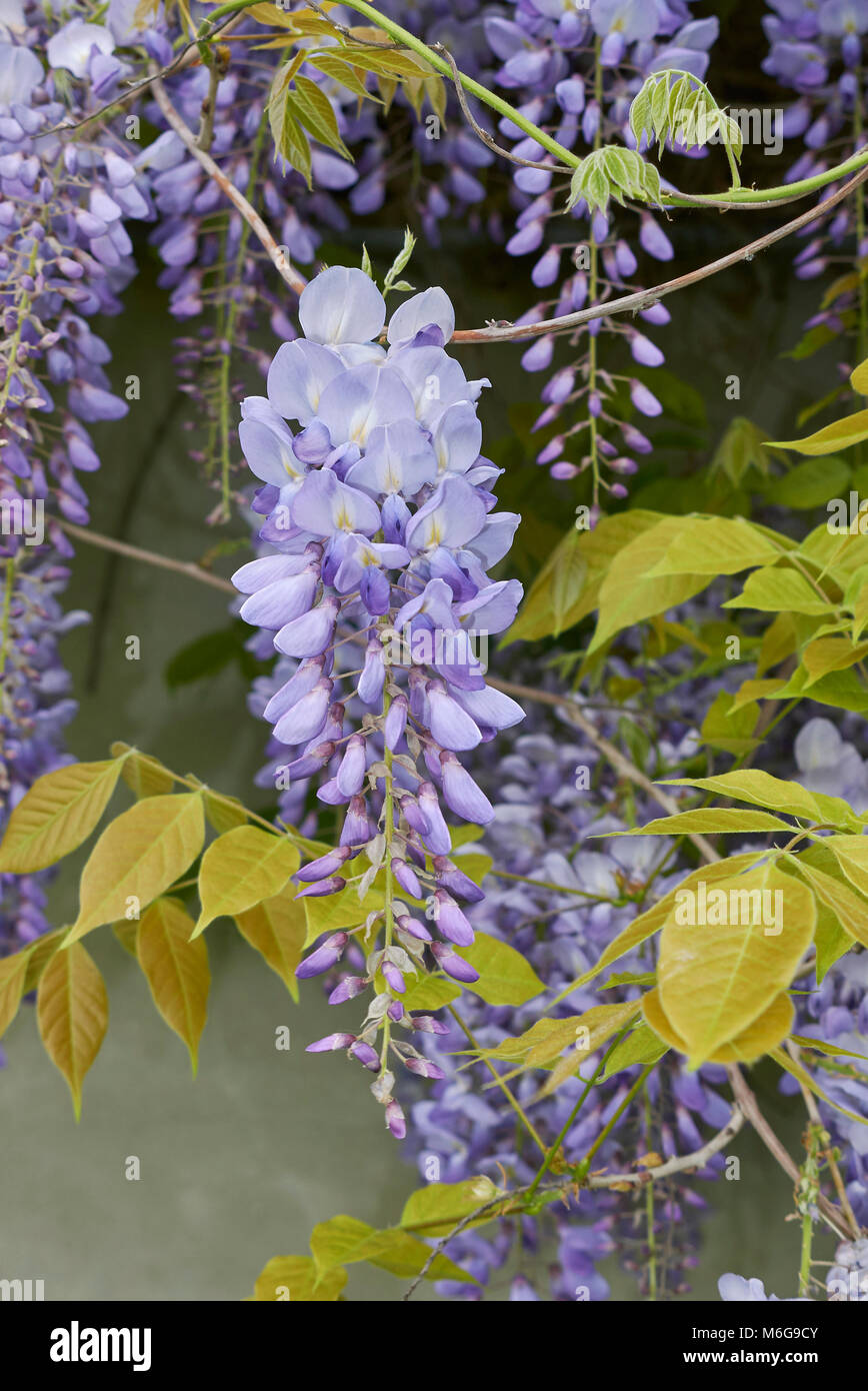 Wisteria Vine Leaves High Resolution Stock Photography and Images Alamy