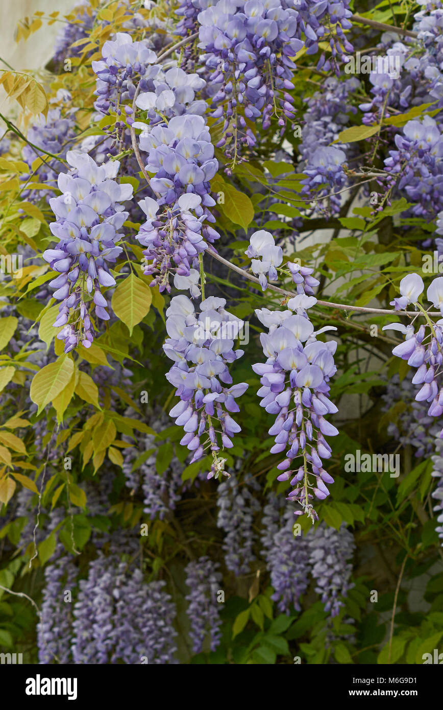 Wisteria Vine Leaves High Resolution Stock Photography and Images Alamy