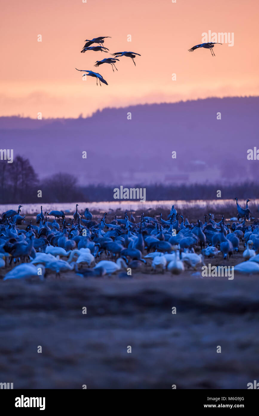 Skuldrene hi-res stock photography and images - Alamy, image size:867x1390