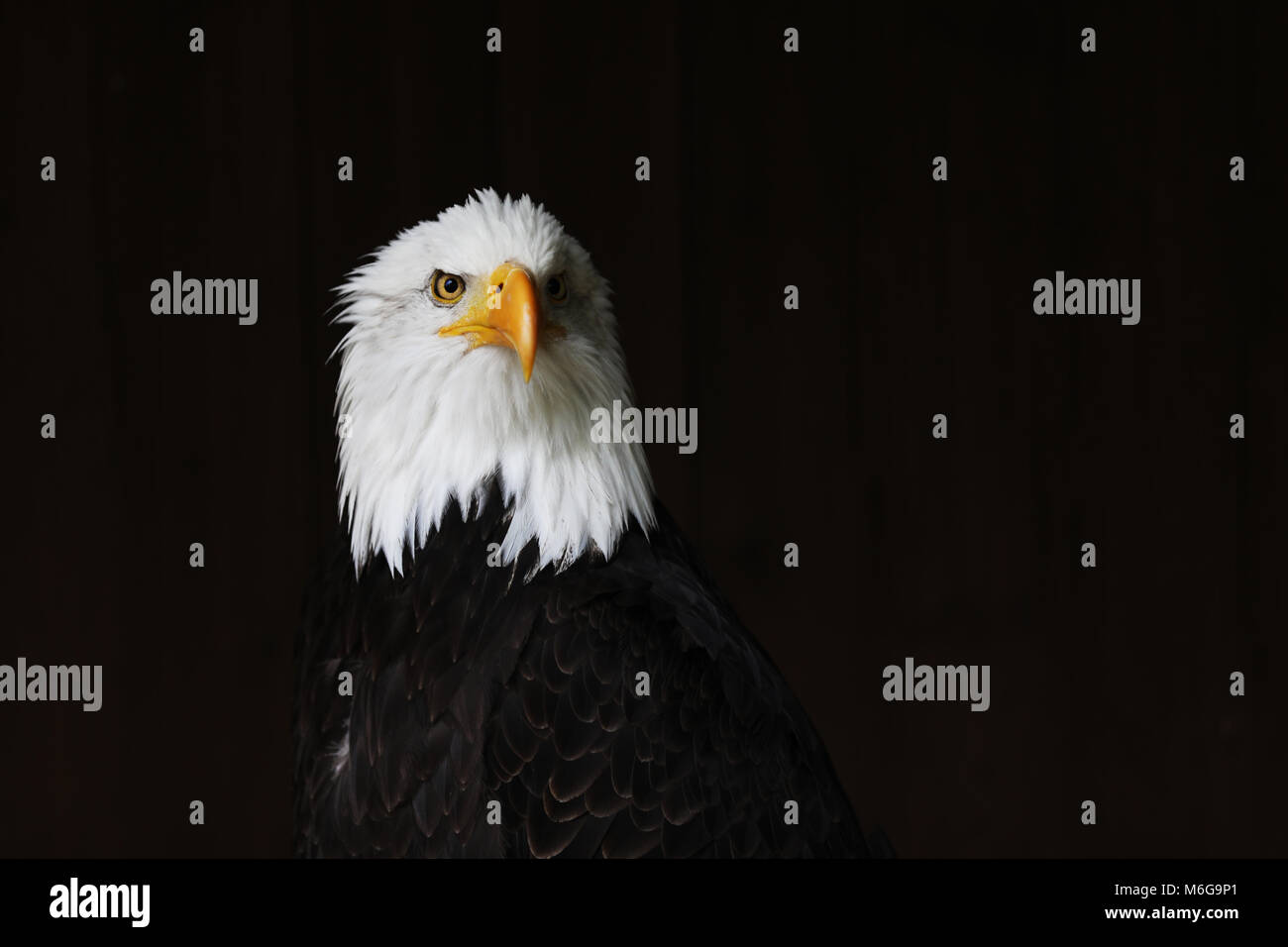 White-headed fish eagle - national bird of United states Stock Photo