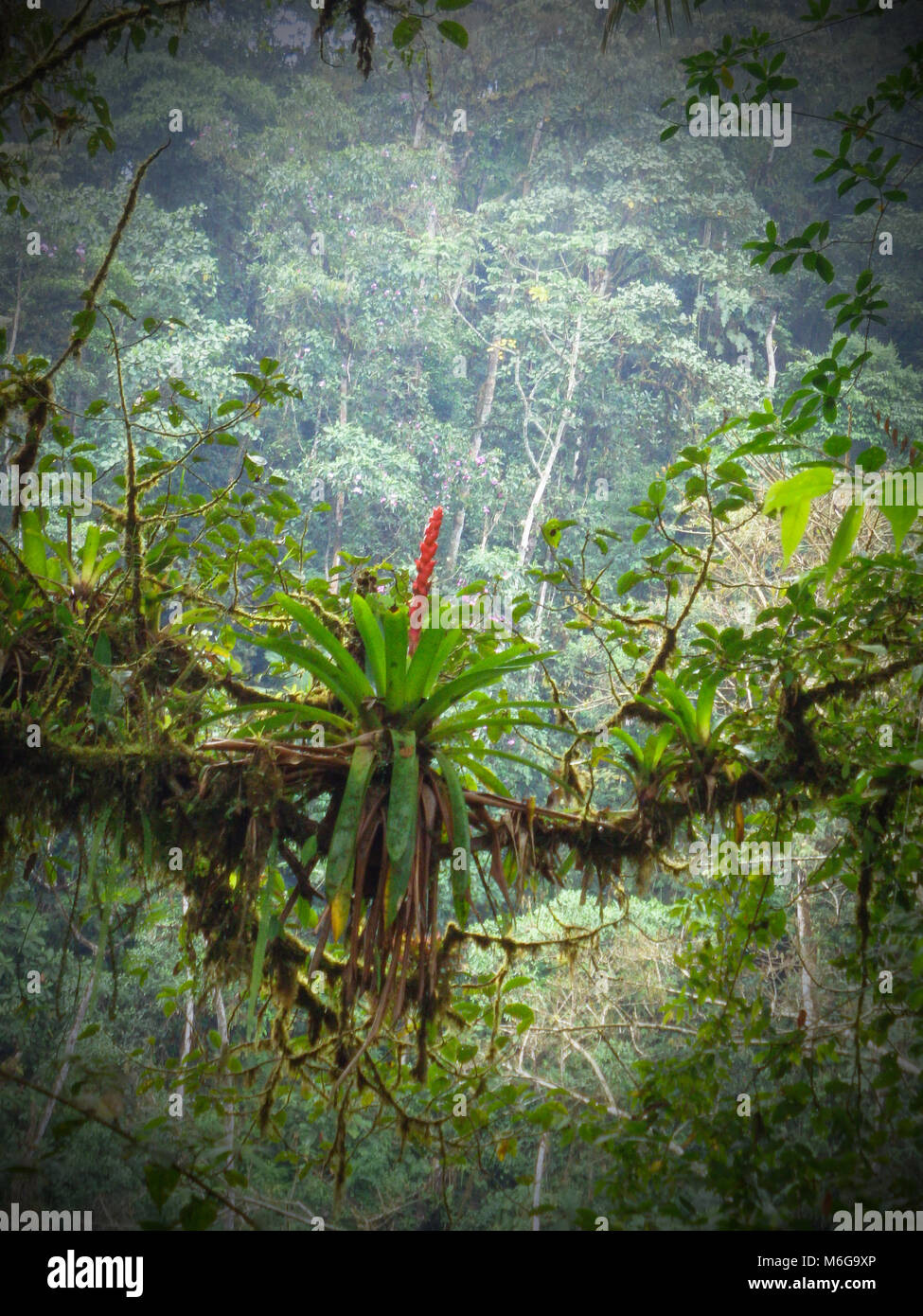 Vertically exposed bromeliad growing on host branch surrounded by fog and lush green could forest of Ecuador. Stock Photo