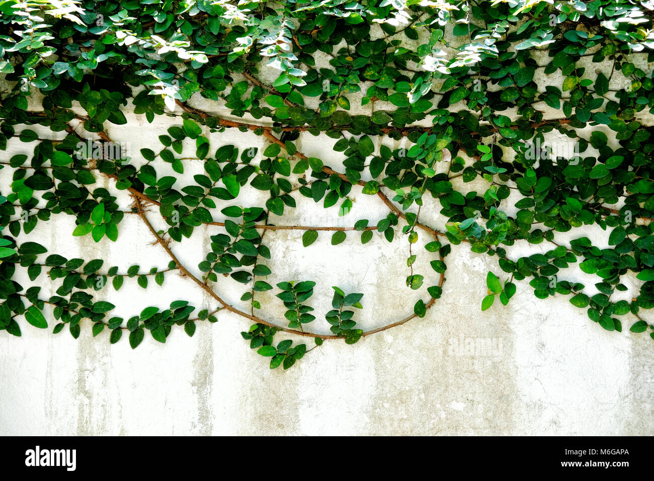 Green vine or creeping plant on the white concrete wall Stock Photo