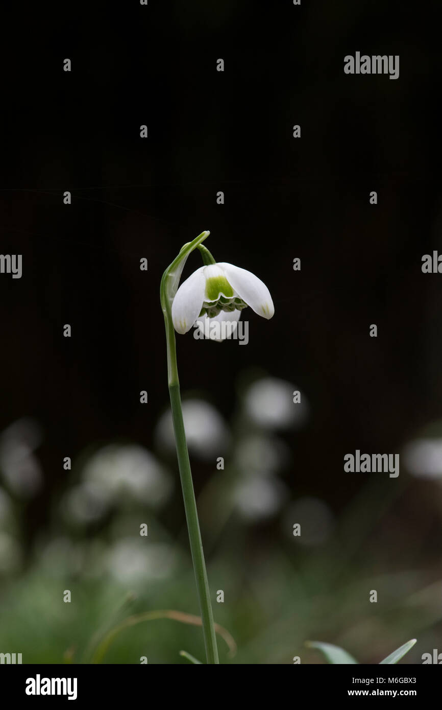 Galanthus ‘Hippolyta’. Snowdrop ’Hippolyta’ flower in February. UK Stock Photo