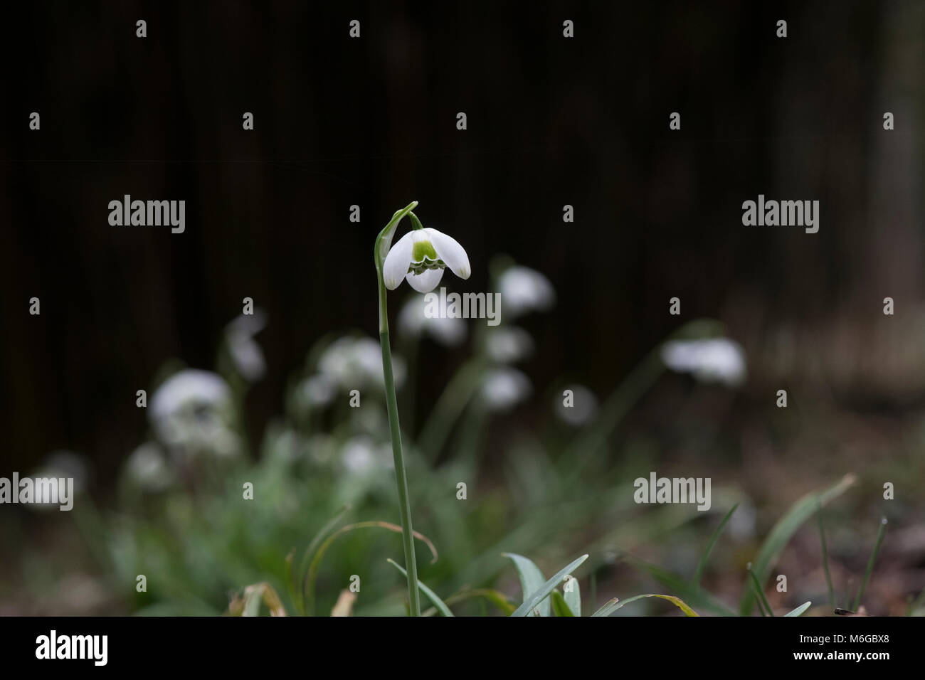 Galanthus ‘Hippolyta’. Snowdrop ’Hippolyta’ flower in February. UK Stock Photo