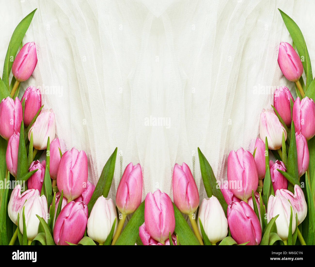 Pink tulip flowers on white tulle background. Top view. Flat lay. Stock Photo
