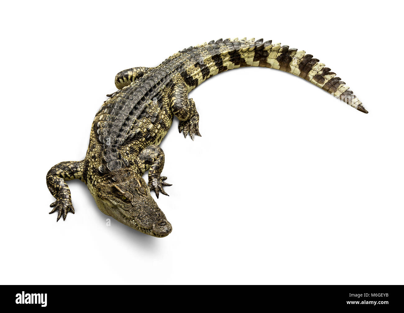 Freshwater crocodile Thai Species or Siamese crocodile ( Crocodylus siamensis ) view from above isolated on white background. Stock Photo