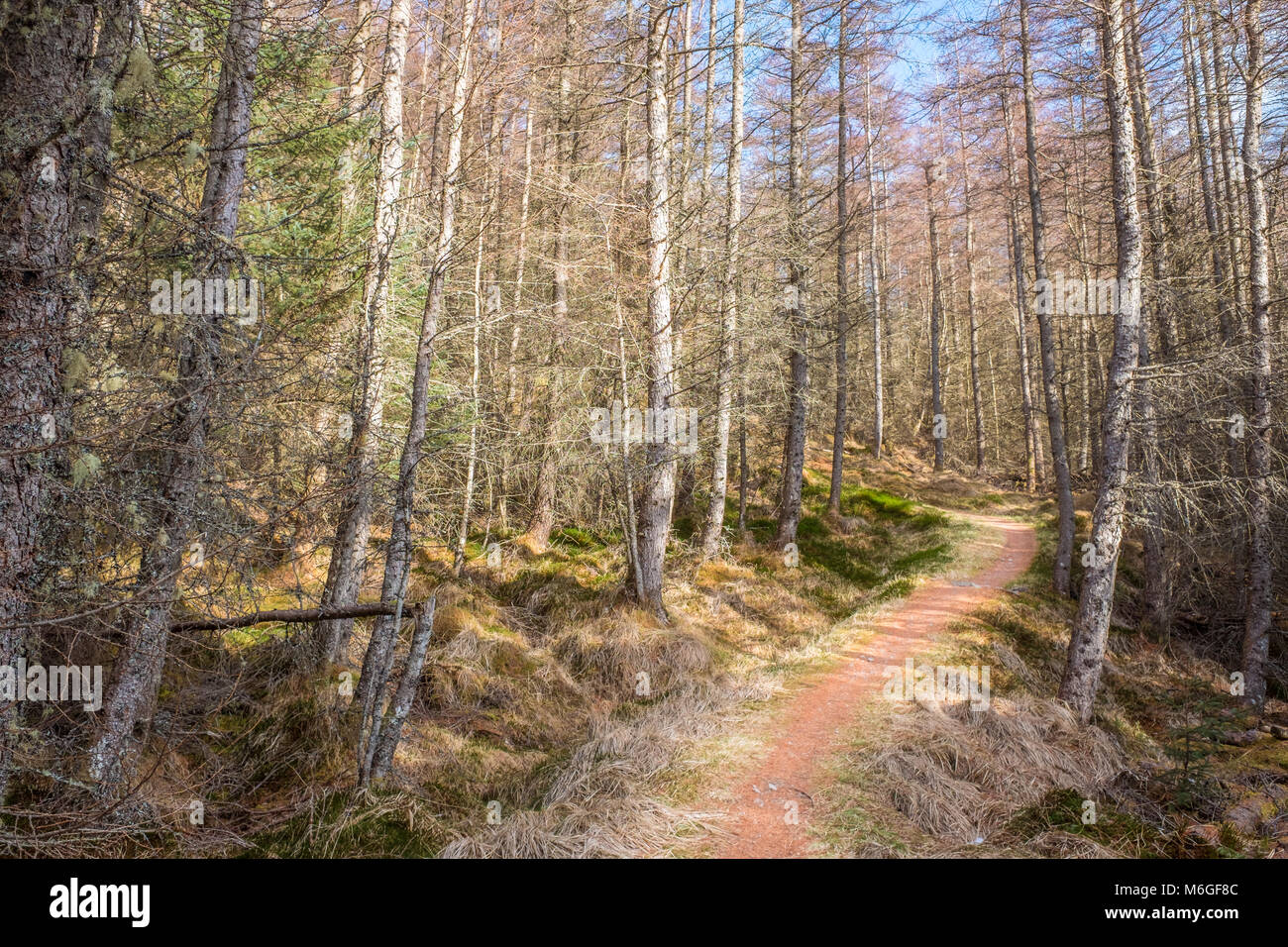 Track leading through a woodland to the north face of Ben Nevis in the highlands of Scotland, Britain. Stock Photo