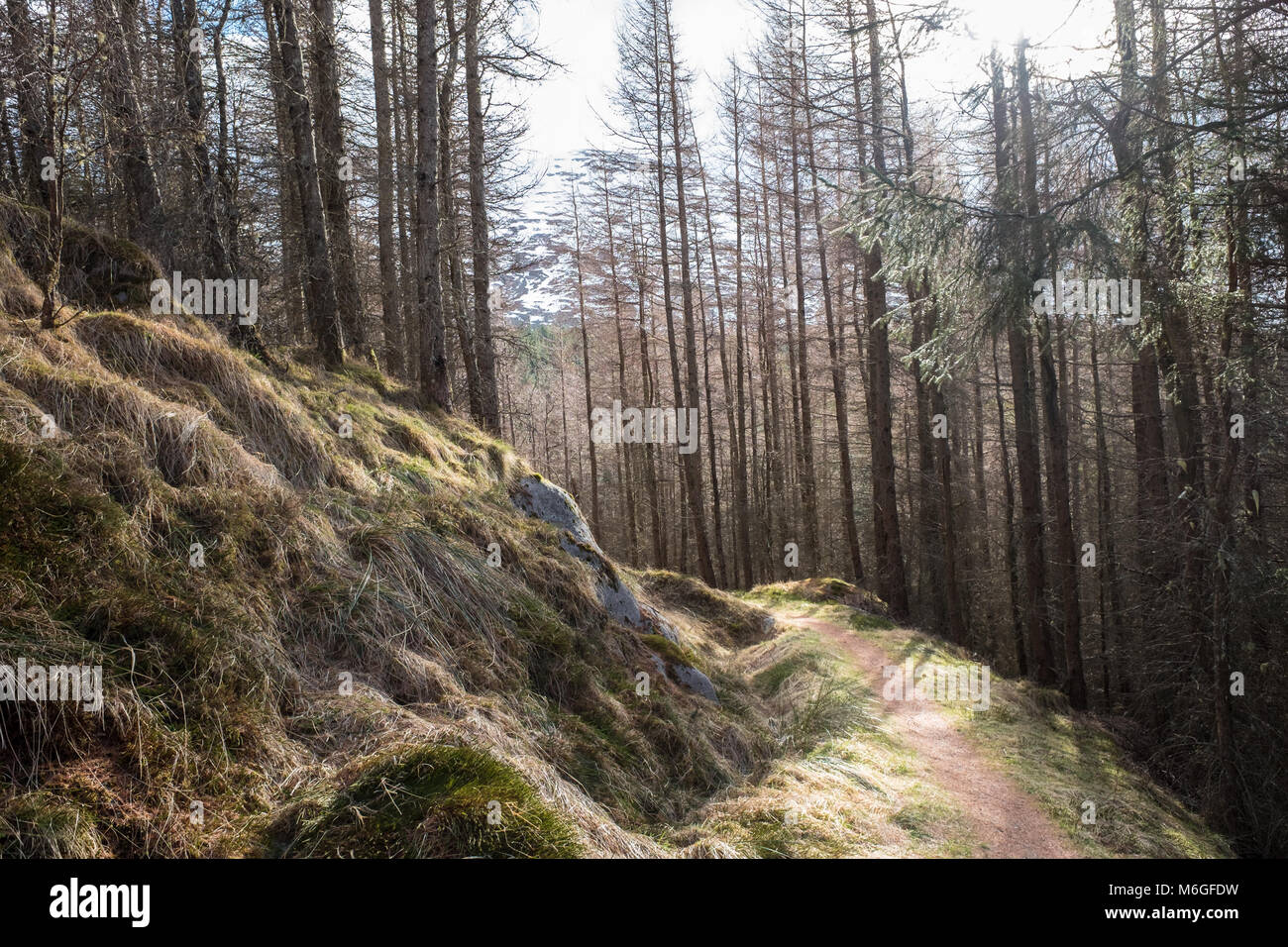 Track leading through a woodland to the north face of Ben Nevis in the highlands of Scotland, Britain. Stock Photo