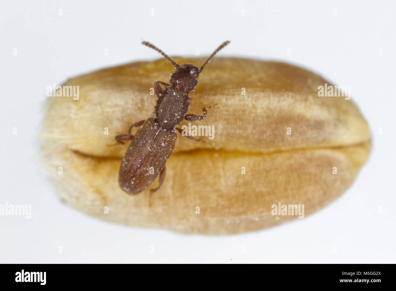 Oryzaephilus surinamensis the sawtoothed grain beetle from family