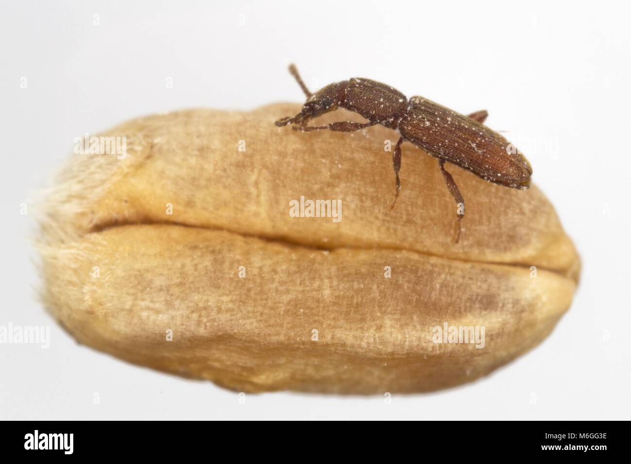 Oryzaephilus surinamensis the sawtoothed grain beetle from family
