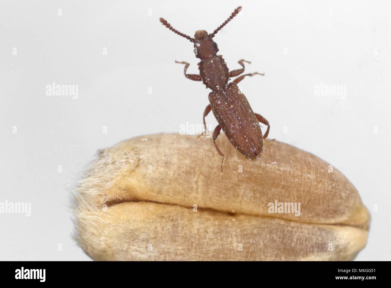 Oryzaephilus surinamensis the sawtoothed grain beetle from family