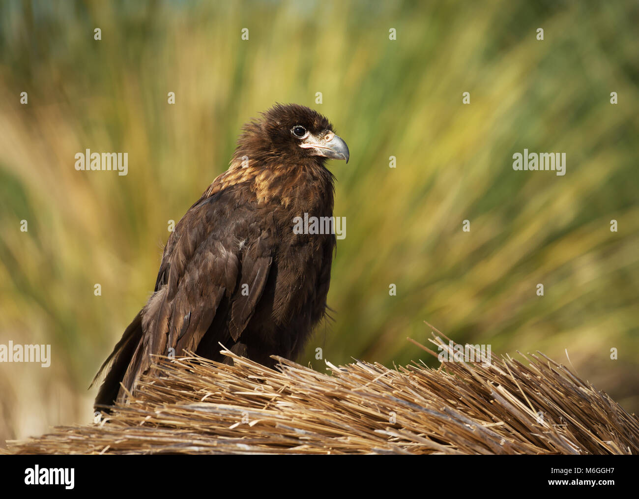 Rook nest hi-res stock photography and images - Alamy