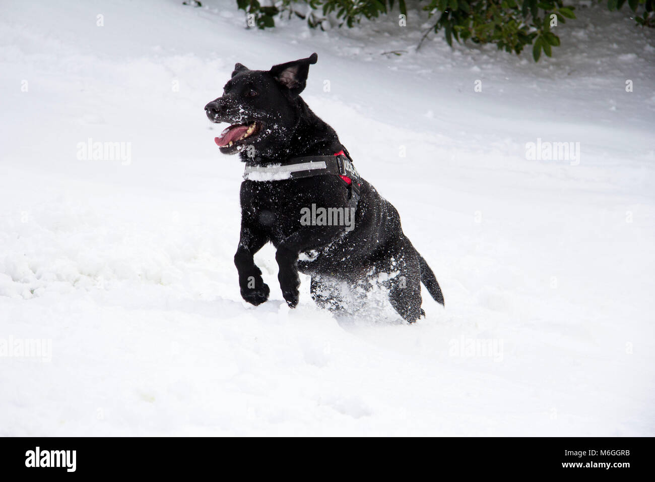 Black Labrador dog running, jumping and playing in the snow from the Beast from the East storm in the grounds of Glasgow University, Glasgow, Scotland Stock Photo