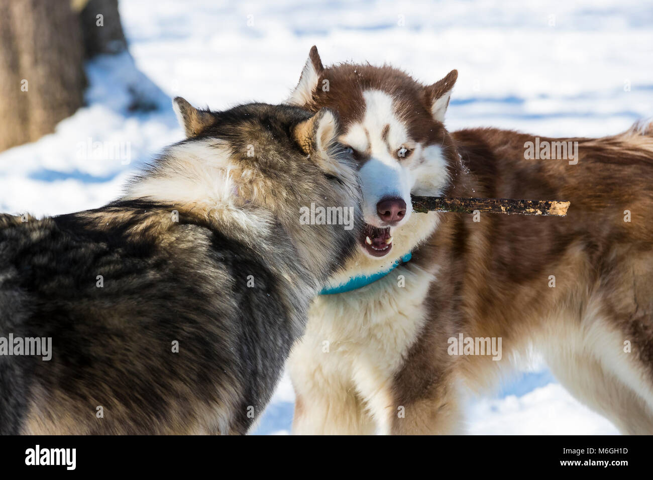 Siberian husky dogs for a walk in the winter park Stock Photo - Alamy