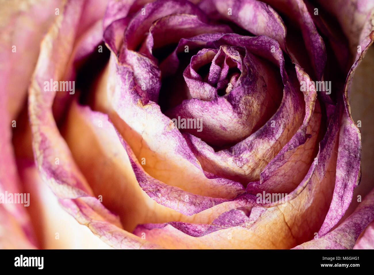 Violet flower and rose hi-res stock photography and images - Alamy