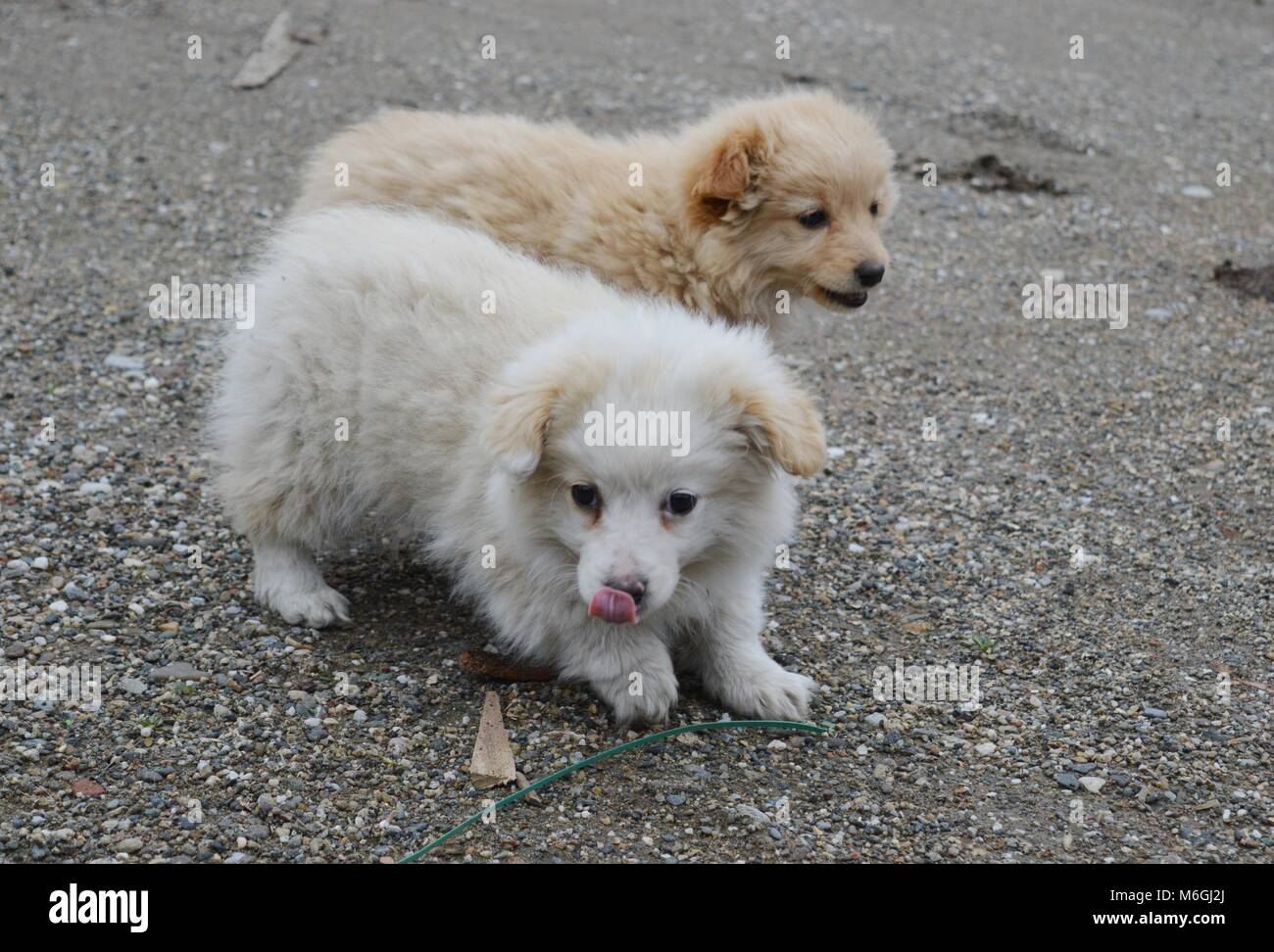 two little puppies of different colors Stock Photo - Alamy