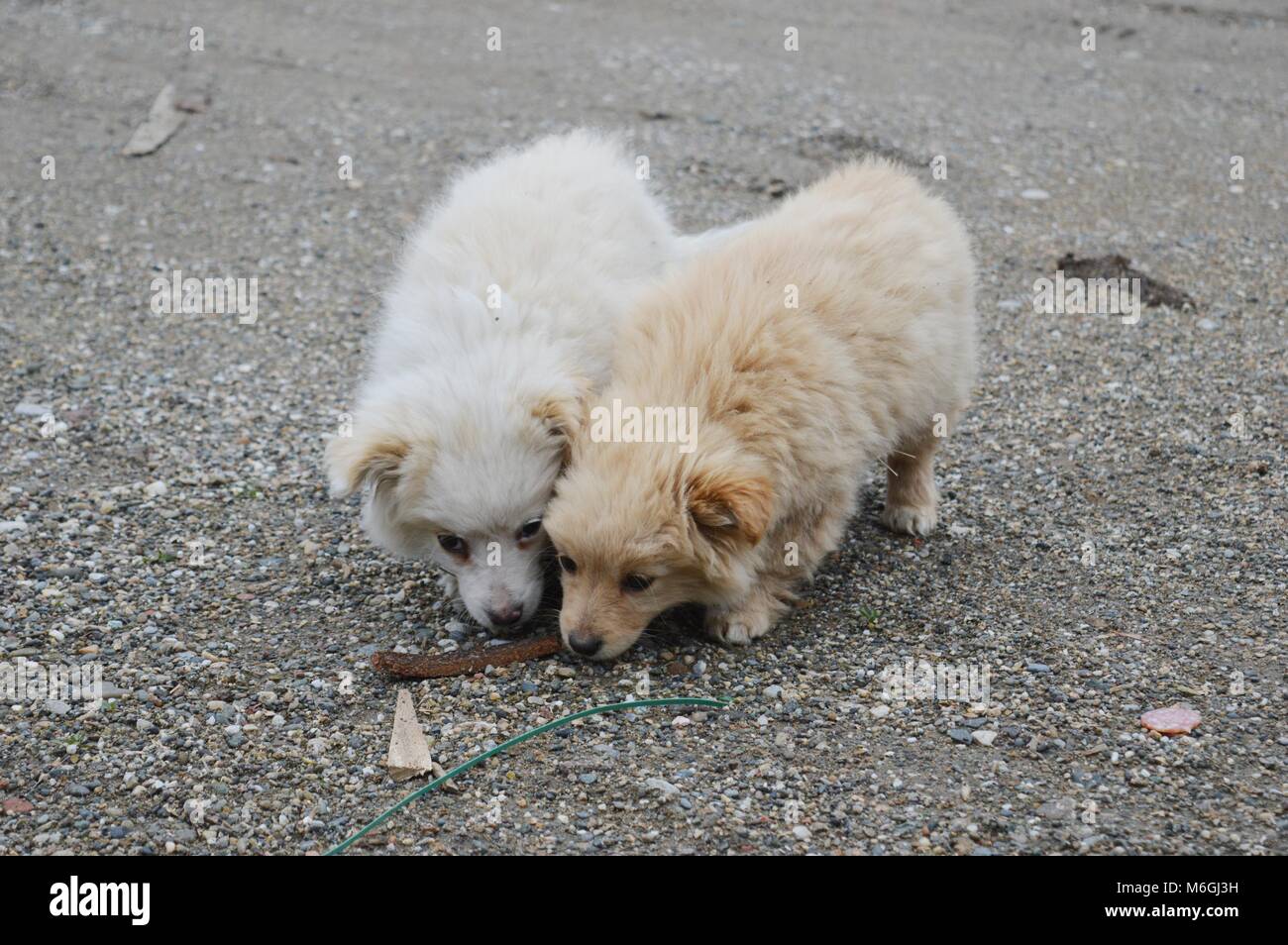 two little puppies of different colors Stock Photo - Alamy