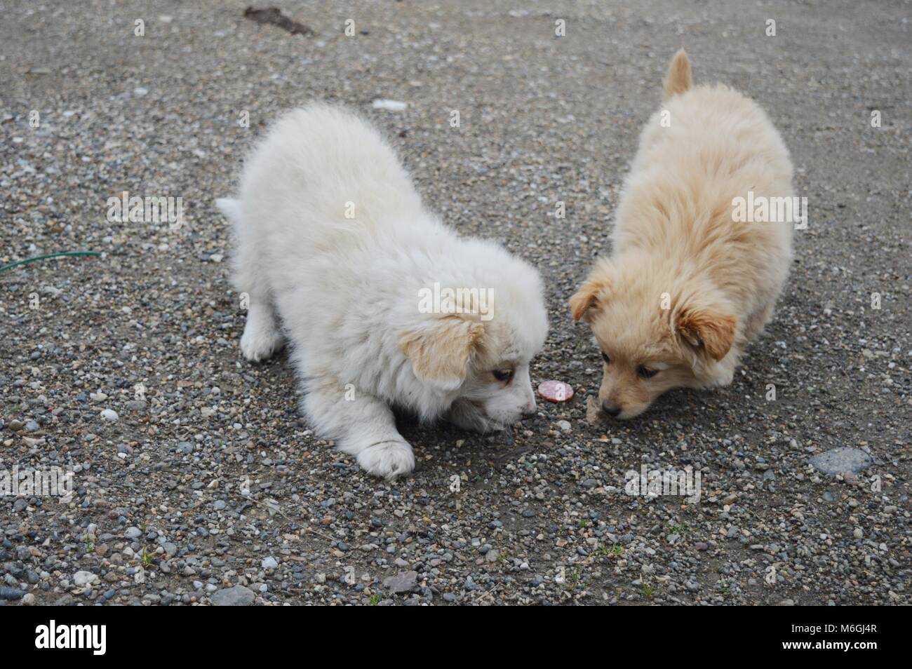 two little puppies of different colors Stock Photo - Alamy