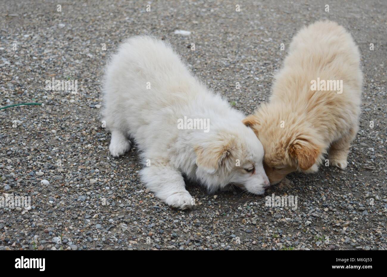 two little puppies of different colors Stock Photo - Alamy