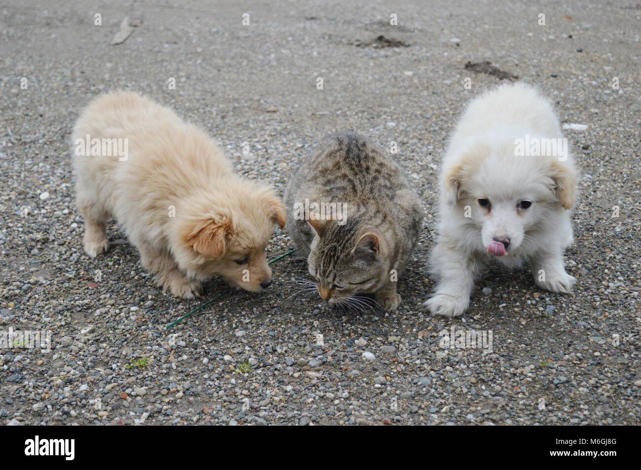 two little puppies of different colors and a cat Stock Photo - Alamy