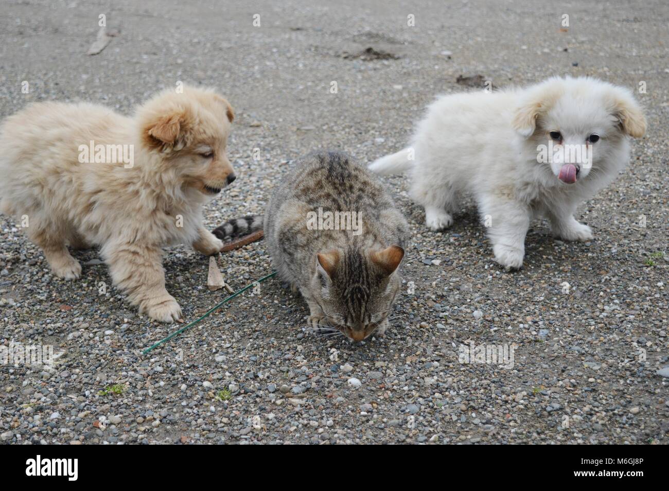 two little puppies of different colors and a cat Stock Photo - Alamy