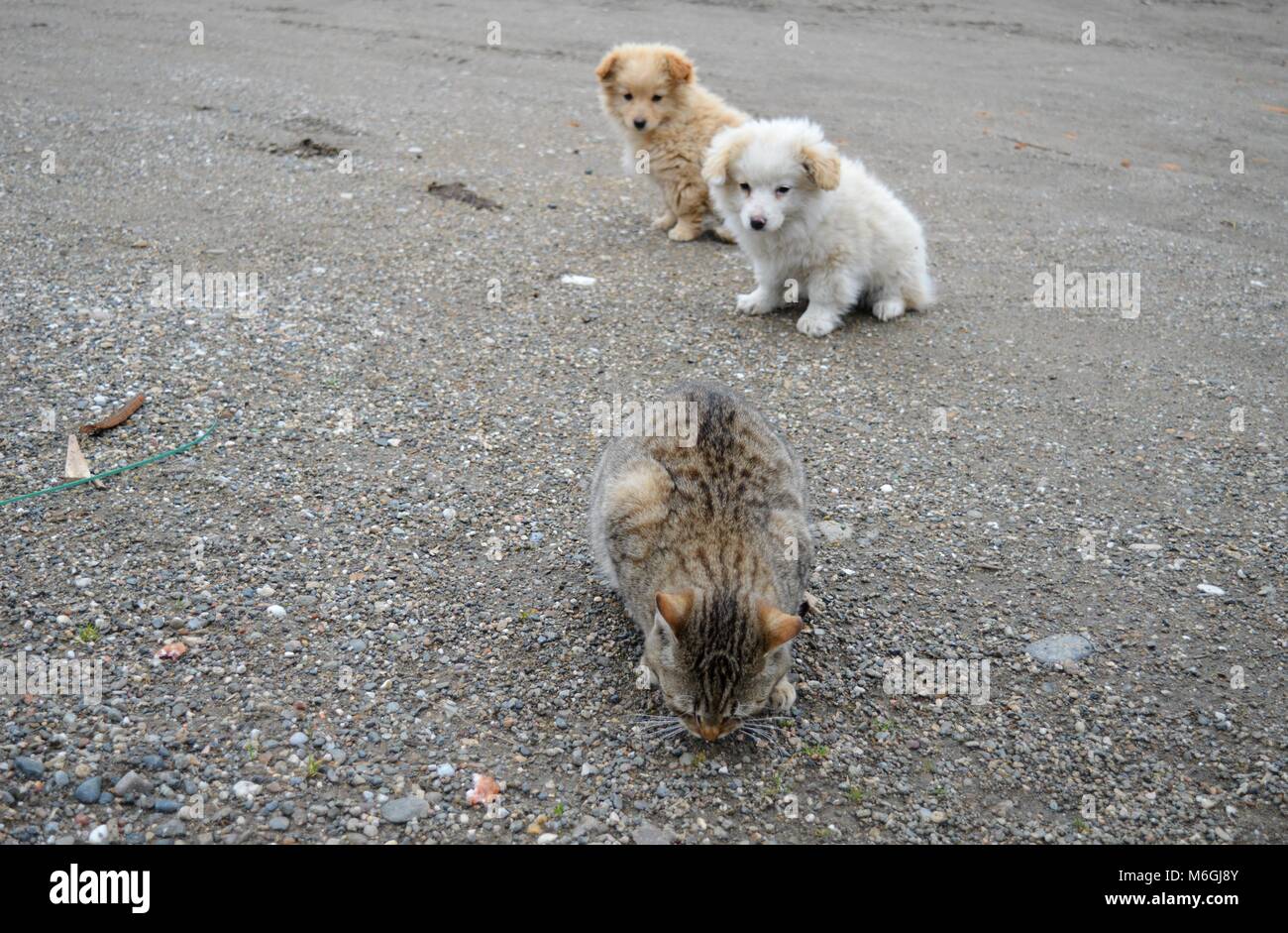 two little puppies of different colors and a cat Stock Photo - Alamy