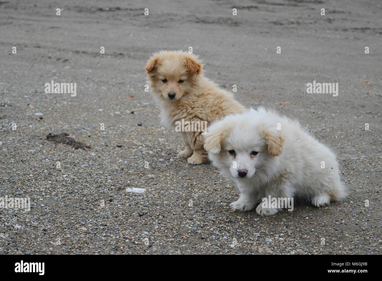 two little puppies of different colors Stock Photo - Alamy