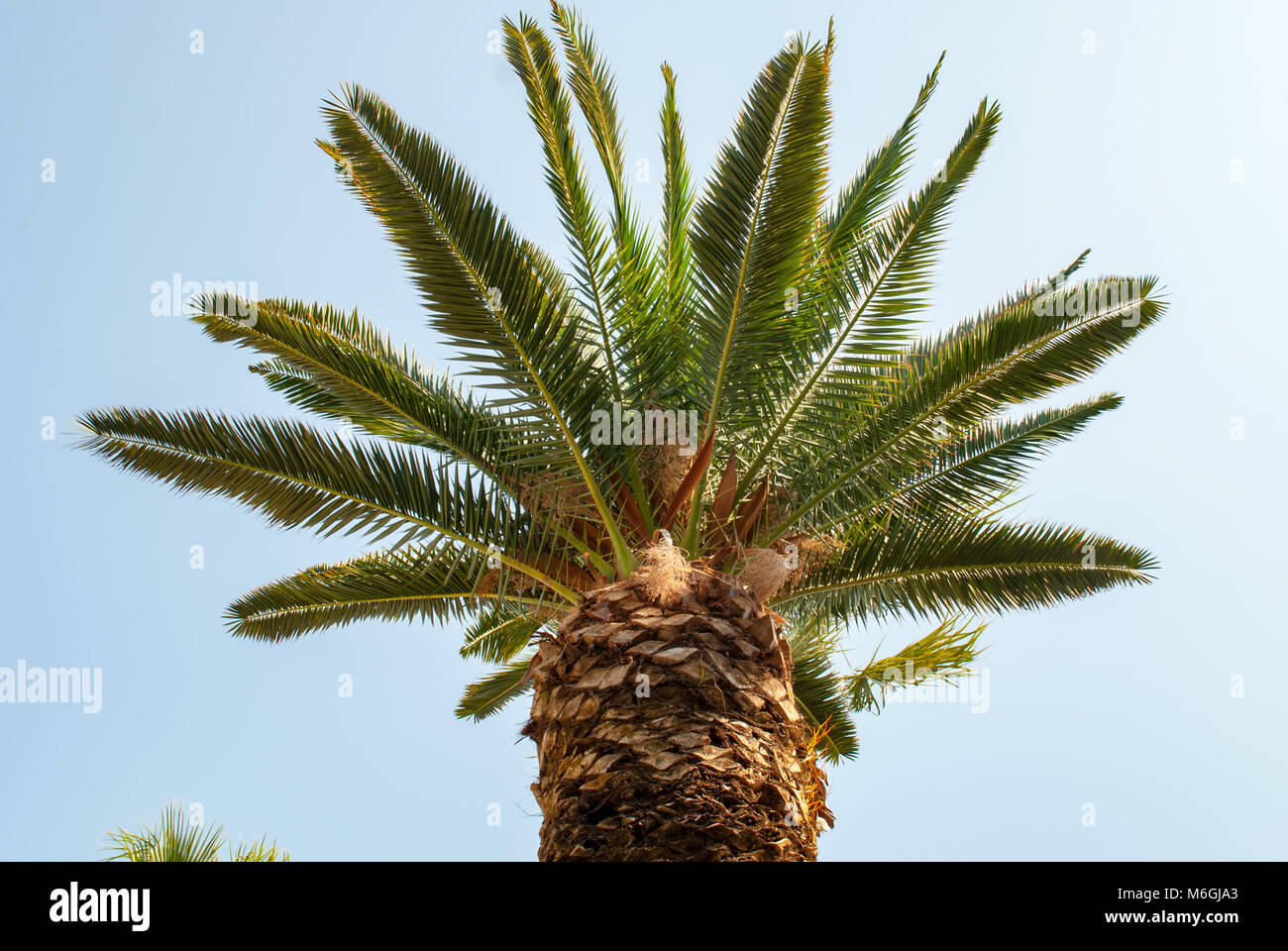 Tropical lush palm tree green fronds spread out against a bright blue cloudless sky view from below Stock Photo