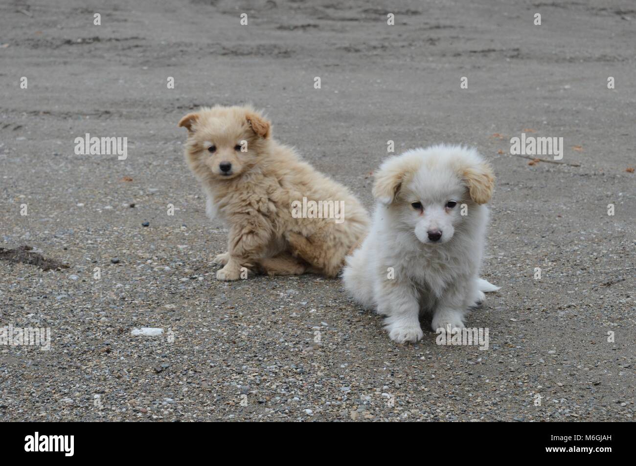 two little puppies of different colors Stock Photo - Alamy