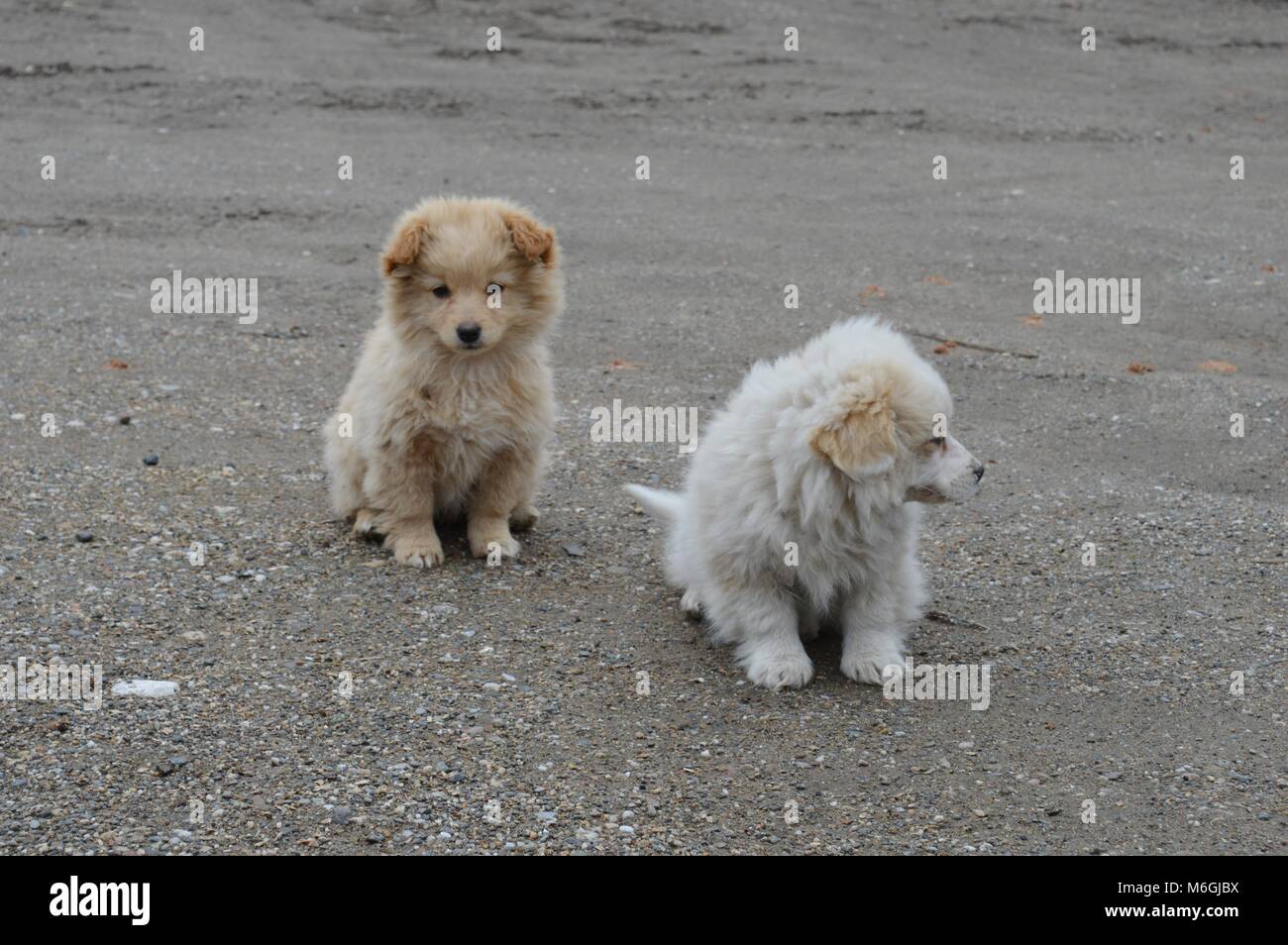 two little puppies of different colors Stock Photo - Alamy