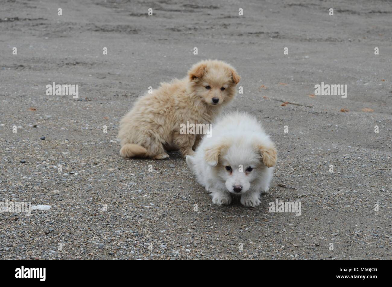 two little puppies of different colors Stock Photo - Alamy