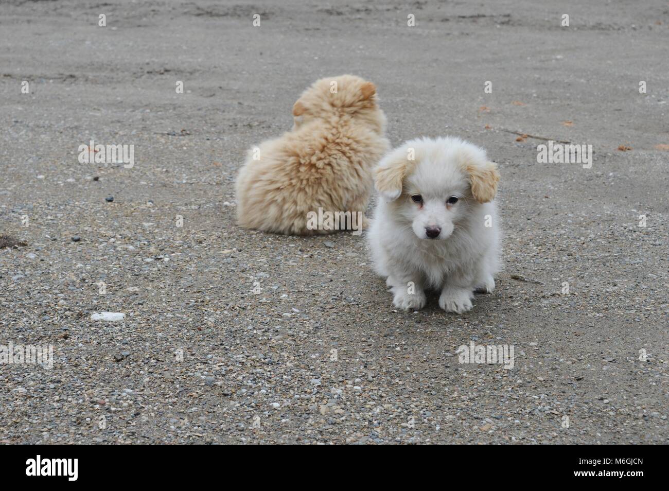 two little puppies of different colors Stock Photo - Alamy