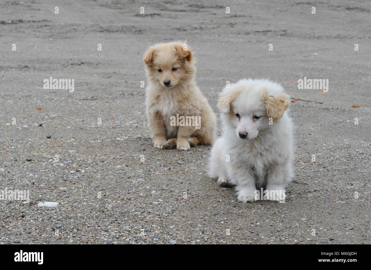 two little puppies of different colors Stock Photo - Alamy