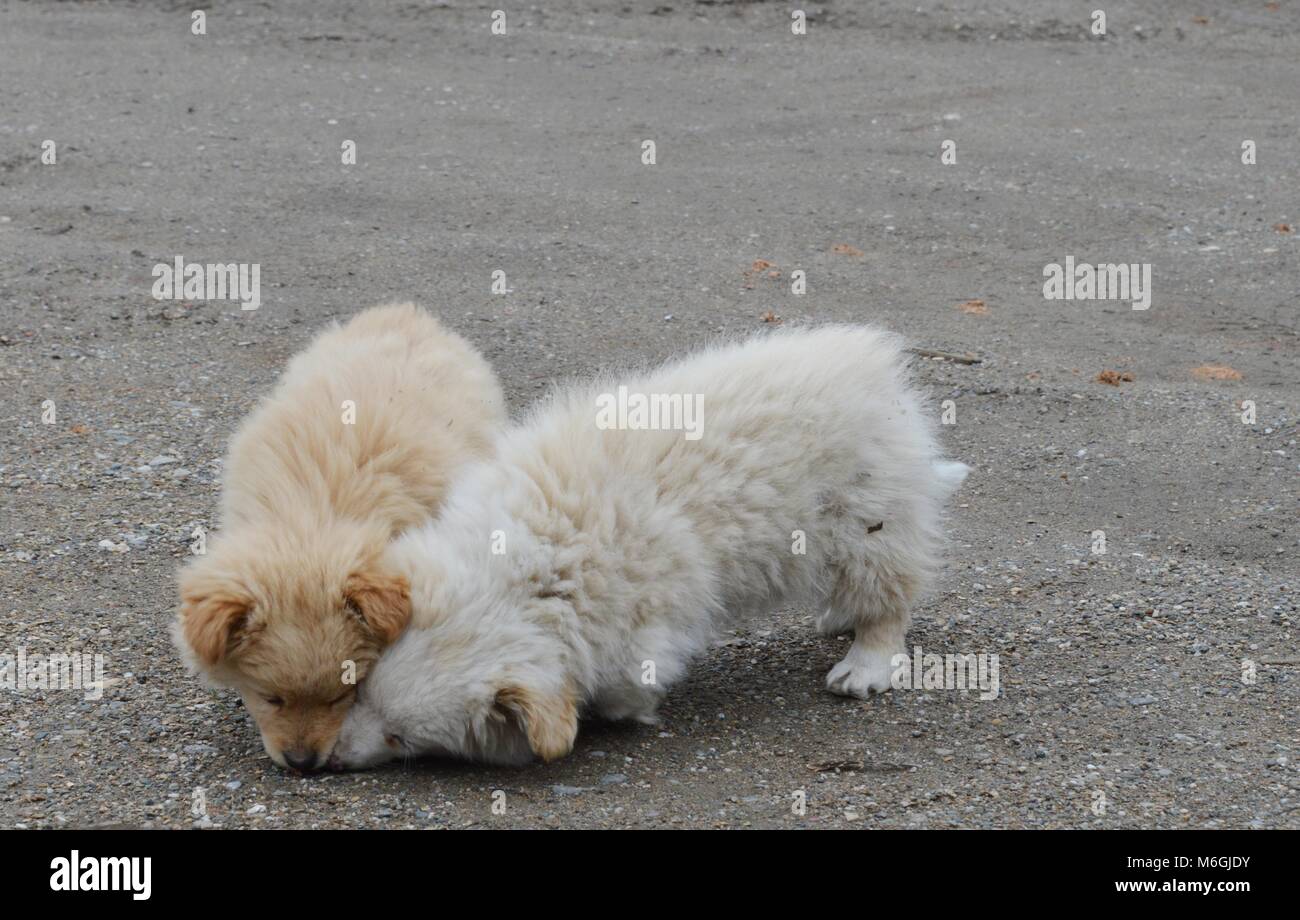 two little puppies of different colors Stock Photo - Alamy