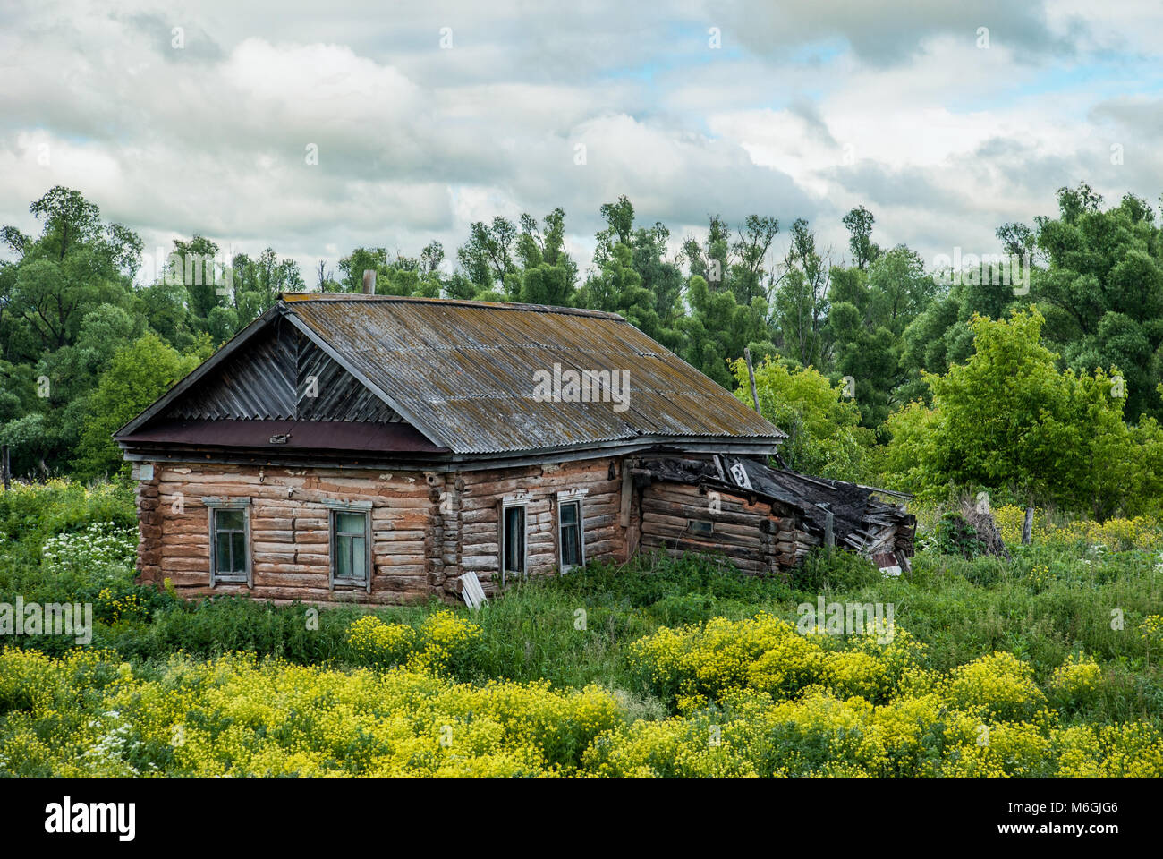 Old shack and blooming grass in countryside. Yellow flowers and green grass growing near aged wooden hut against cloudy sky. Abandoned old log house Stock Photo