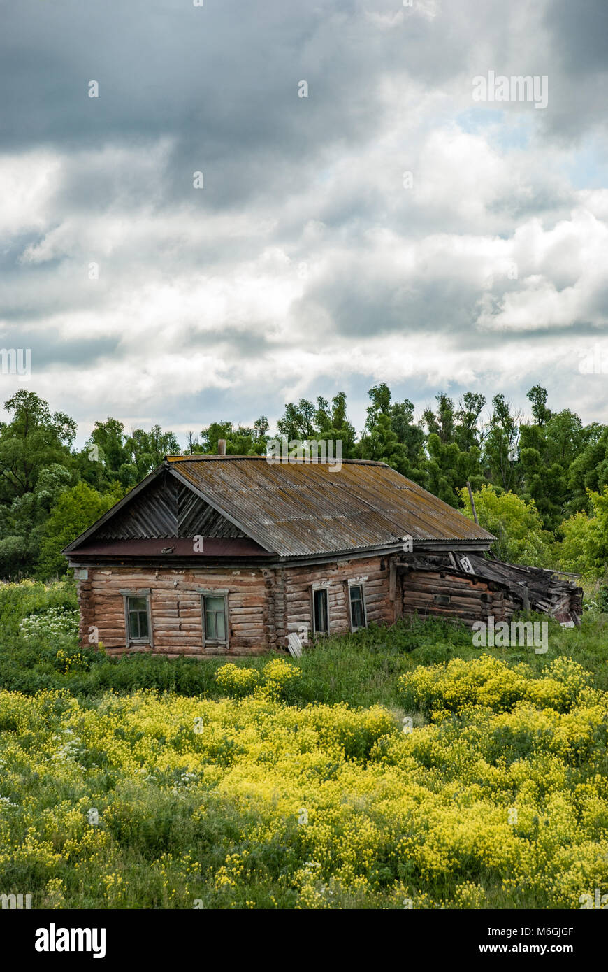 Old shack and blooming grass in countryside. Yellow flowers and green grass growing near aged wooden hut against cloudy sky. Abandoned old log house Stock Photo