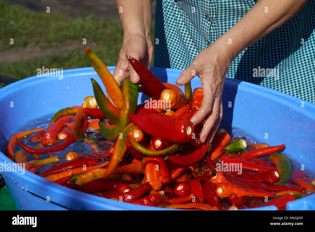Woman rinsing chili peppers in clear water and splashed out drops around. Hot sauce production Stock Photo