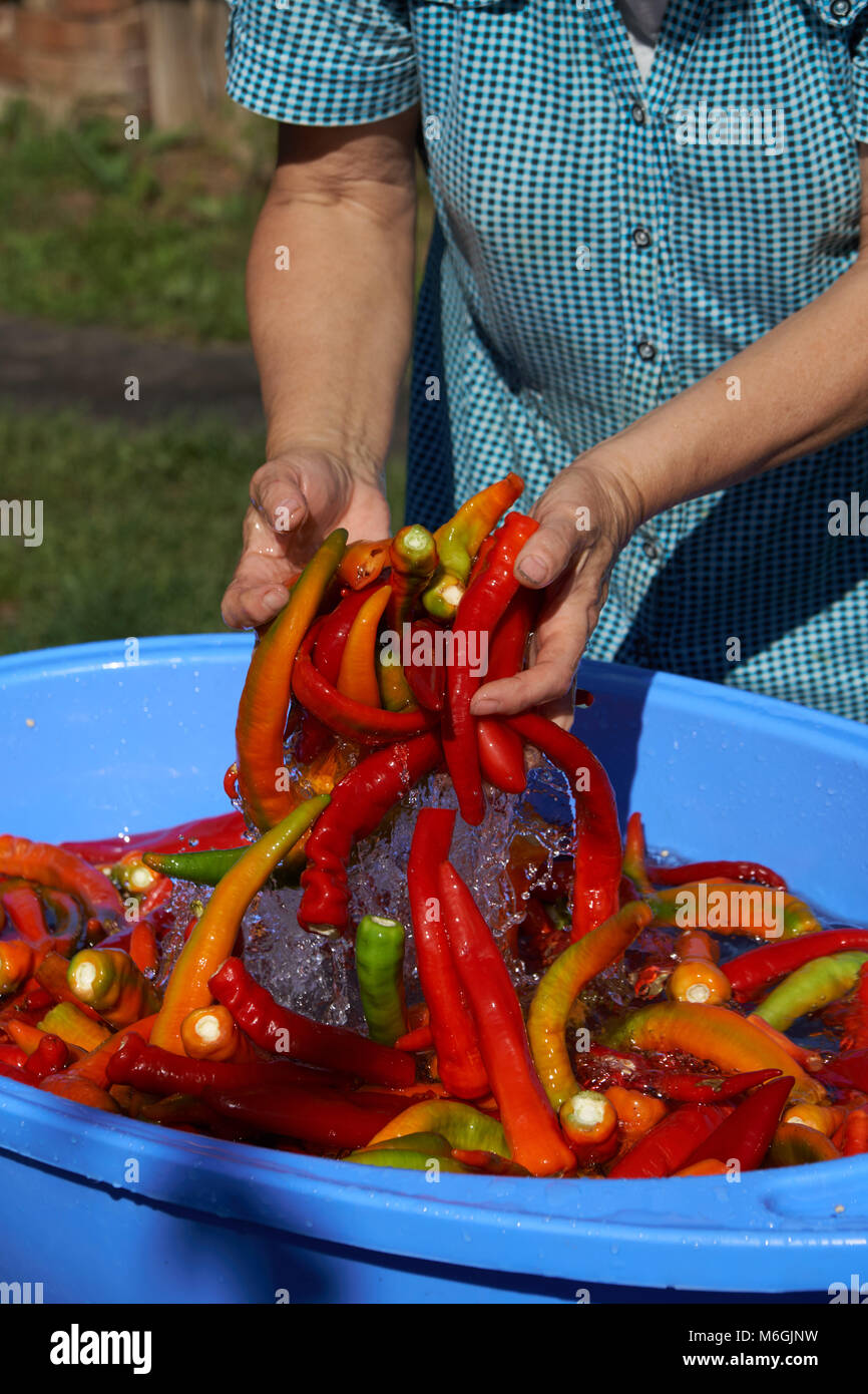 Woman rinsing chili peppers in clear water and splashed out drops around. Hot sauce production Stock Photo