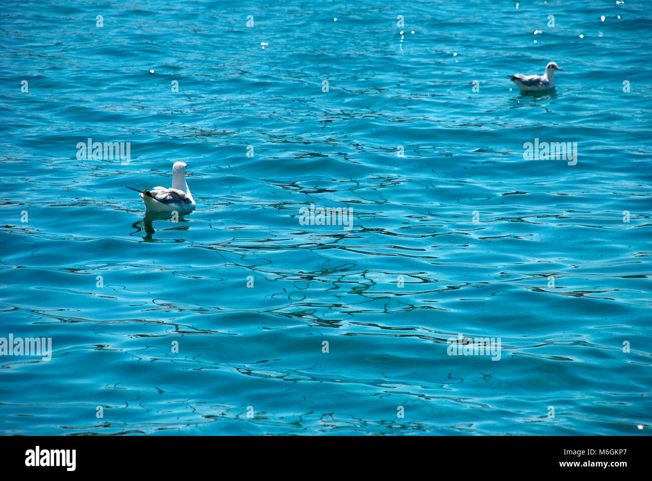 Two seagulls floating gracefully on the rippling sea waters under the clear sky near the coast of Croatia Stock Photo