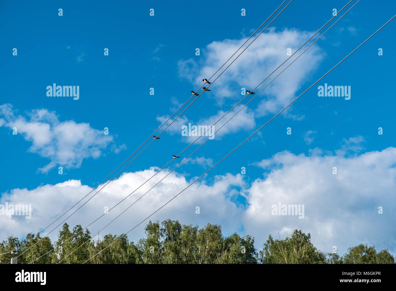 Birds sit on electric wires on a background of blue sky in countryside Stock Photo