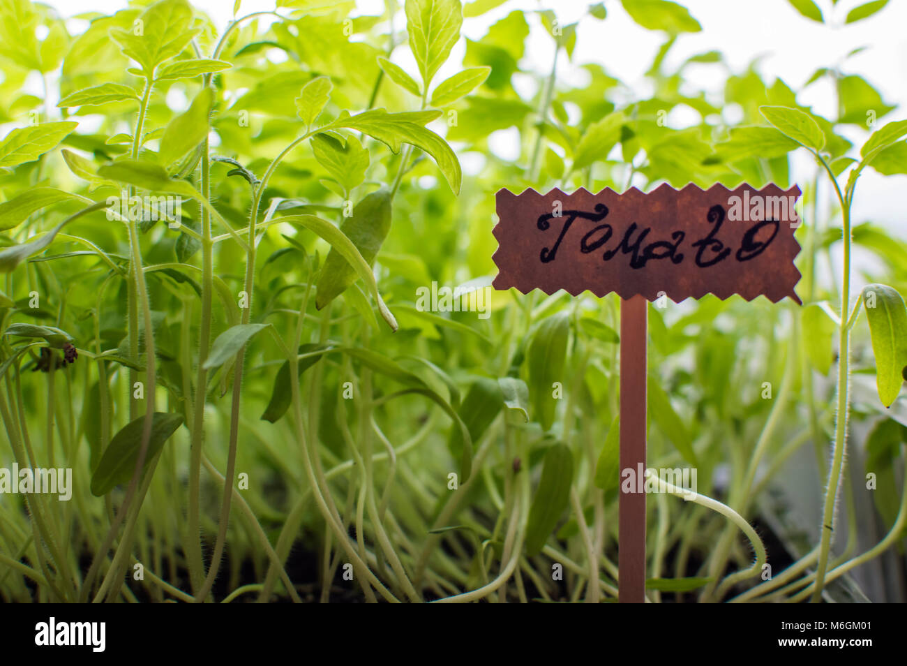 Tomato organic seedlings with label in a pot Stock Photo